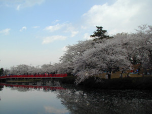 岩槻区桜